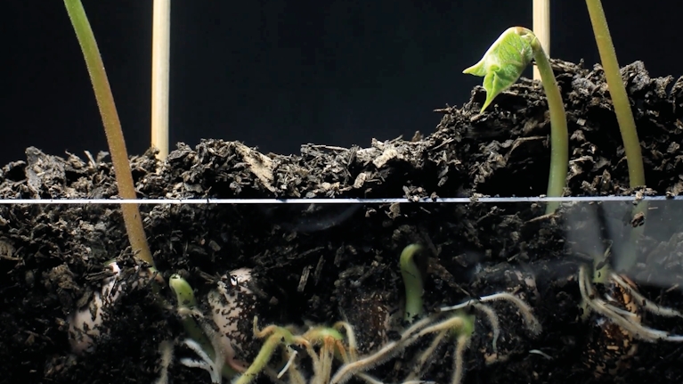 Plant microbiome